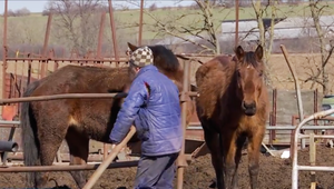 Uhynutého koňa zahrabal na vlastnom pozemku. Susedia sú zhrození