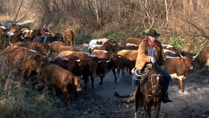 Slovenskí kovboji majú úspech v zahraničí. Ich pomoc teraz potrebujú na Orave