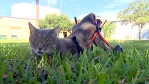 Majiteľka postihnutej mačky dostala pokutu, prechádzala sa po tráve