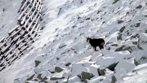 Kamzíky nezvládajú drsné tatranské podmienky. Ochranári predpovedajú desiatky škôd