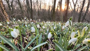Na juhu už kvitnú jarné kvety, no zima ešte nepovedala posledné slovo. Meteorológovia varujú i pred povodňami