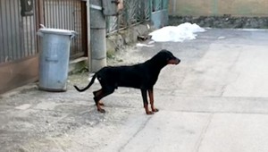 Týraný pes stál ledva na nohách, v tele mal desiatky diaboliek