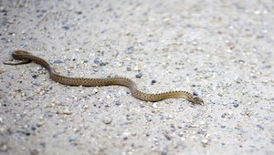 Ak vás uhryzne had, nesajte jed a nepoužívajte škrtidlo