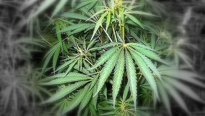 Policajti v akcii. Chytili drogového dílera i jeho zákazníka