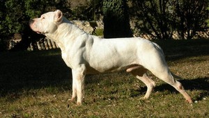 Nikolasa (5) dohrýzol pes, je vážne zranený