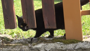 Vlna otráv desí obce: Neznámy páchateľ rozhadzuje jed, hynú mačky