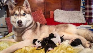 Husky zachránil život siedmim mačiatkam, teraz sa o ne stará