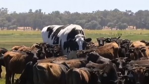 FOTO: Sociálnou sieťou valcuje súťaž býkov. Toto je skutočný obor