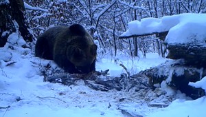 Medvede sa pomaly prebúdzajú. Niektoré podľa lesníkov túto zimu ani nezaľahli
