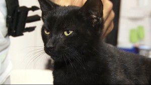 V Nitre dokopali mačiatko. Vraj išlo len a len o zábavu