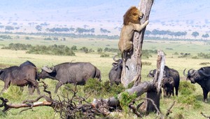 Aj kráľ zvierat má slabosti. Lev utiekol pred byvolmi na strom