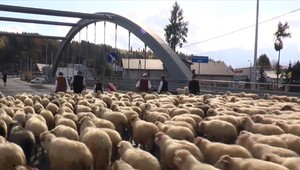 FOTO: Nezvyčajné sťahovanie. Cez obce prechádzalo obrovské stádo oviec