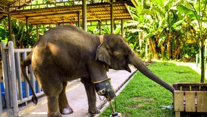 Prvý slon s protézou na svete