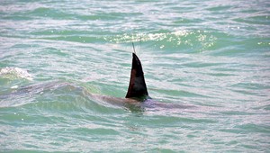 Žraloky zaútočili hneď dvakrát počas jedného dňa. Napadli troch ľudí