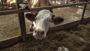 Minister Takáč v kravíne: Hrozí zánik štátneho podniku v Uliči