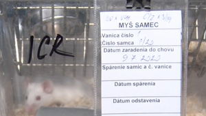 Týždeň od prvých testov ruskej vakcíny Sputnik v Šarišských Michaľanoch. Vedci už poznajú výsledky