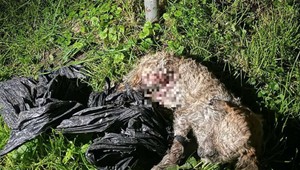 Šteniatko utýral brutálnym spôsobom. Polícia obvinila muža z Dunajskej Stredy