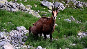 V Tatrách žije podľa sčítania 950 kamzíkov, menej ako vlani
