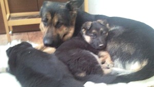 Ohavné! Psovi odrezali hlavu, chceli ju zrejme ako trofej