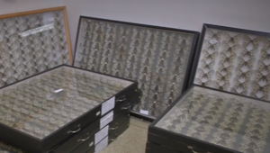 Policajtov zlákala zbierka motýľov. Ide o najväčší prípad nelegálneho obchodovania svojho druhu