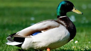 Život káčera visel na vlásku. Zachránila ho čiperná babička