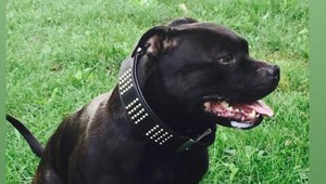 Stratil sa Casper. Pomôžte majiteľke nájsť člena rodiny