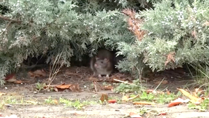 V okresoch Trnava, Piešťany a Hlohovec je potrebné vykonať deratizáciu