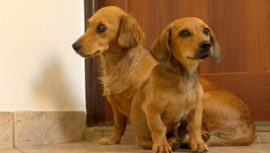 Na juhu Slovenska zabili troch psov. Podozrivý je 21-ročný mladík