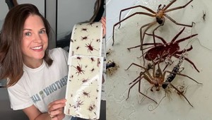 „Pavúčia dáma“ šokuje internet: Žije s jedovatými pavúkmi, no odmieta sa odsťahovať
