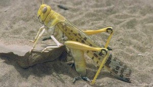 Južné Rusko pustošia kobylky, ministerstvo vyhlásilo výnimočný stav