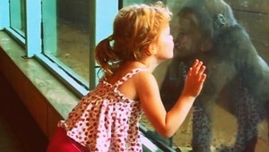 VIDEO. Nádherný bozk dievčatka a gorilieho mláďatka