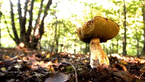 Tropické počasie trápi hubárov i záhradkárov