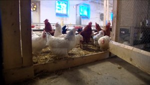 Na Slovensku našli ďalšie ohnisko vtáčej chrípky