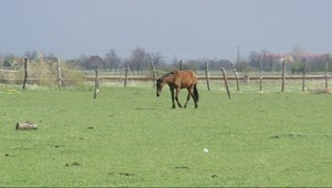 ZÁZNAM: Arogantný chovateľ z Rovinky utýral koníka na smrť!