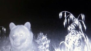 Ľudia majú obavy. Medvede sa už túlajú aj po okresoch, kde predtým neboli