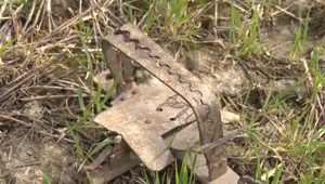 Enviropolícia pátra po pytliakoch, ktorí pascami mrzačia chránených dravcov