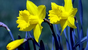 Teplota môže aj nemusí vírus spomaliť. Vyjadrujú sa odborníci