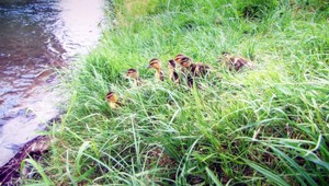 Kuriózny výjazd hasičov na strednom Slovensku: Pomáhali kačacej rodinke