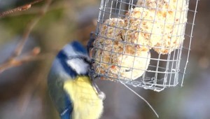 Aj dobre mienená pomoc môže vtákom ublížiť