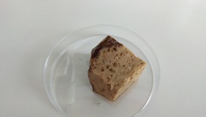 Parazitológ: Nejedzte v lese neumyté čučoriedky ani jahody! Môžete sa nakaziť pásomnicou líščou