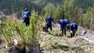 V Nízkych Tatrách prekonali rekord v sadení stromčekov