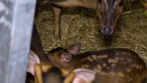 Na Slovensko sa pašujú nielen ľudia, ale aj druhy zvierat, ktoré tu môžu narobiť problémy