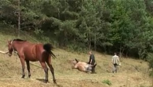 Na prechádzke našli obesenú kobylu