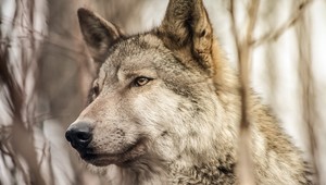 Učme sa od vlkov: Alfa samec by nemal byť agresívny, ale pokojný a sebaistý