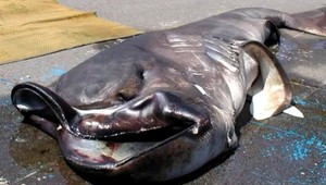 Štvormetrový votrelec v sieti!