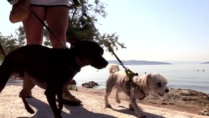 Cestovanie na dovolenku s domácim miláčikom: Čo pred cestou musíte urobiť a kam niektoré plemená psov nemôžu?