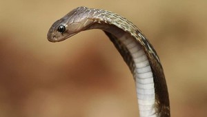 Muž prežil už tretie uštipnutie jedným z najjedovatejších hadov na svete