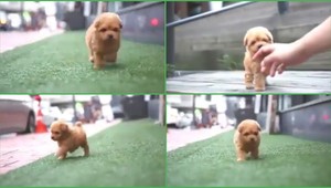 Vyzerá ako plyšový a predsa je živý. Jasný dôkaz, že psíčatá sú rozkošné