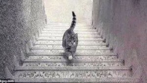 Rozhodnuté! Už sa vie, či ide TÁTO mačka nahor alebo nadol