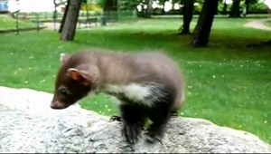 Keď sa vám táto malá krvilačná šelma dostane do auta, máte poriadny problém